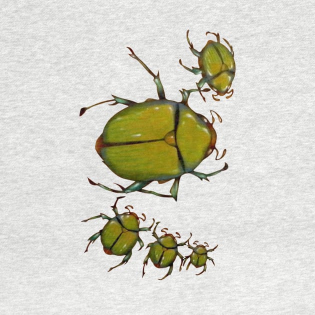 Beetles by federicocortese